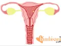 Utero con ovuli e piccole perdite marroni, possibili perdite da impianto quanti giorni prima del ciclo.