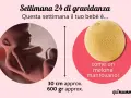 Bebè di 24 settimane di gravidanza, lungo 30 cm e pesante 600 gr, come un melone mantovano.