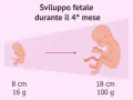 Sviluppo fetale nel 4° mese: da 8 cm/16g a 18 cm/100g. Il ritardo crescita fetale: quando preoccuparsi.