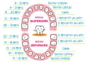 Schema dei tempi di caduta dei denti da latte, con arcate superiore e inferiore e dentini sorridenti.