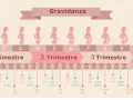 Illustrazione della gravidanza, con silhouette di donne incinte che mostrano lo sviluppo del feto. Il secondo trimestre gravidanza è evidenziato.