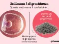 Settimana 1 di gravidanza: il tuo bebè è come un seme di papavero. Nessun sintomo di gravidanza 1-2 settimane ancora visibile.