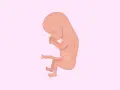 Feto in posizione fetale, con le mani sul viso, che rappresenta il terzo mese di gravidanza.