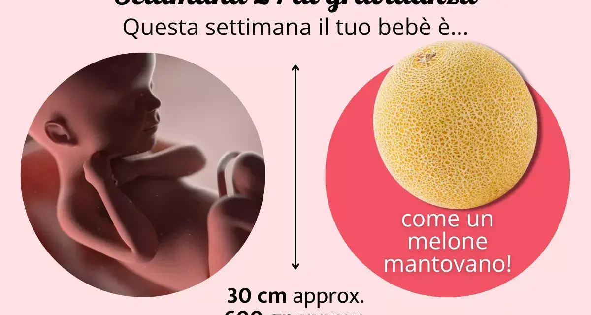 Bebè di 24 settimane di gravidanza, lungo 30 cm e pesante 600 gr, come un melone mantovano.