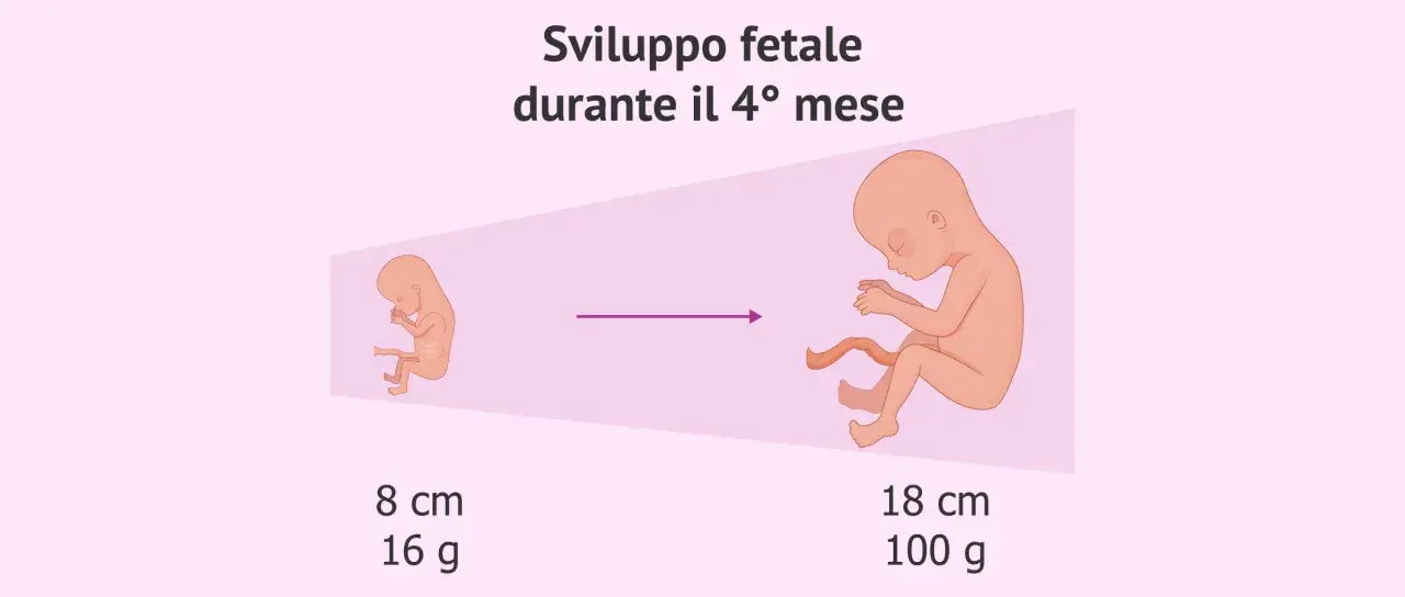 Sviluppo fetale nel 4° mese: da 8 cm/16g a 18 cm/100g. Il ritardo crescita fetale: quando preoccuparsi.