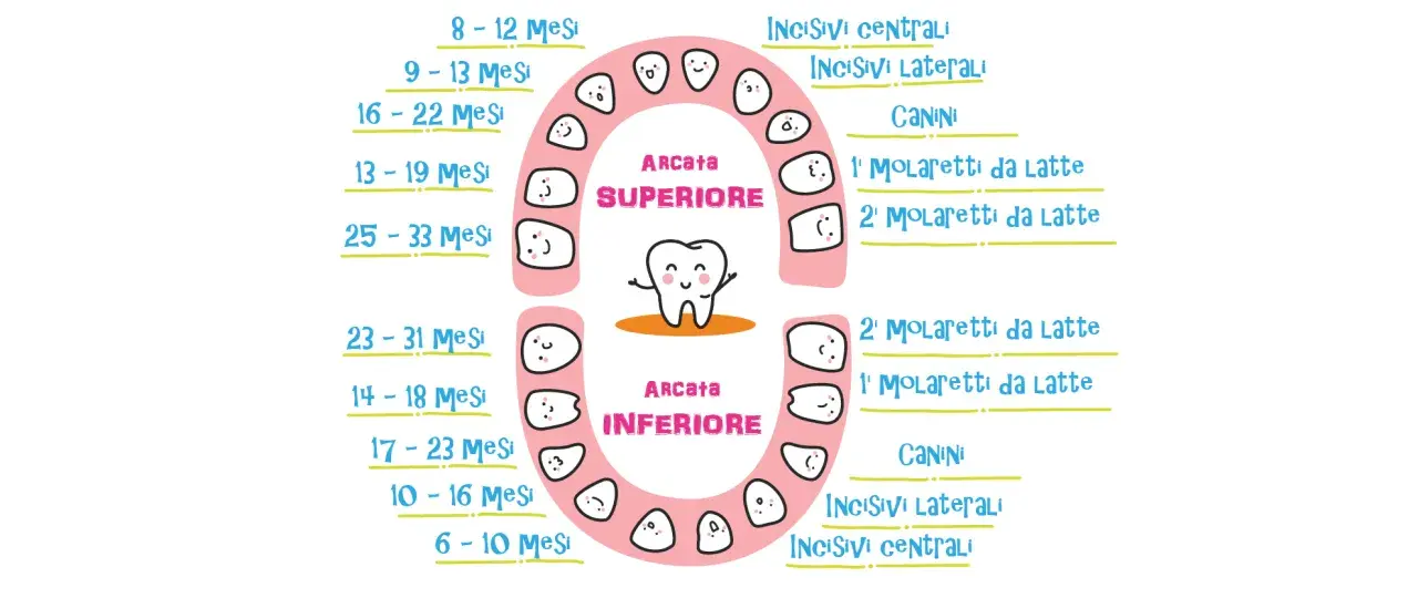 Schema dei tempi di caduta dei denti da latte, con arcate superiore e inferiore e dentini sorridenti.