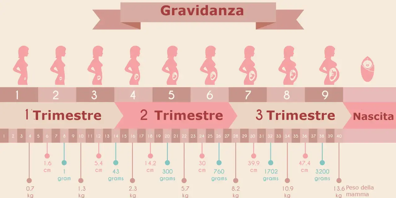Illustrazione della gravidanza, con silhouette di donne incinte che mostrano lo sviluppo del feto. Il secondo trimestre gravidanza è evidenziato.