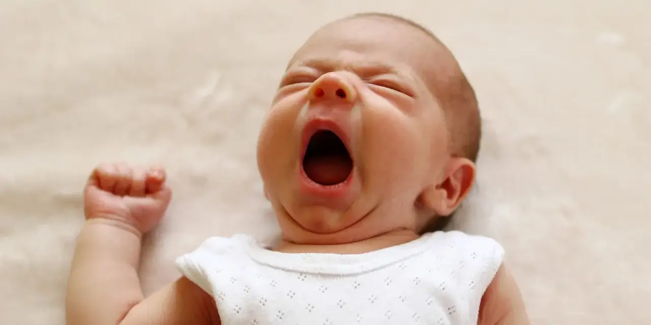 Un neonato sbadiglia profondamente, con gli occhi chiusi e la bocca spalancata, un momento di pura stanchezza prima di nuove finestre di veglia.