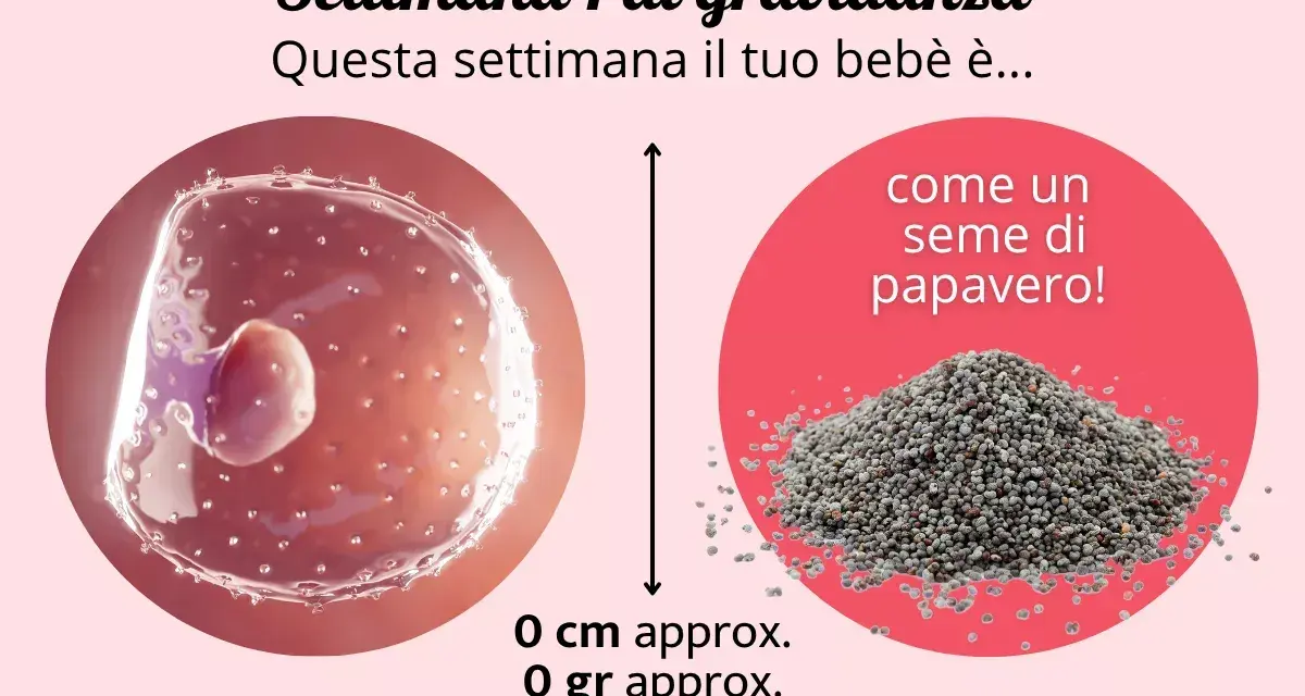 Settimana 1 di gravidanza: il tuo bebè è come un seme di papavero. Nessun sintomo di gravidanza 1-2 settimane ancora visibile.