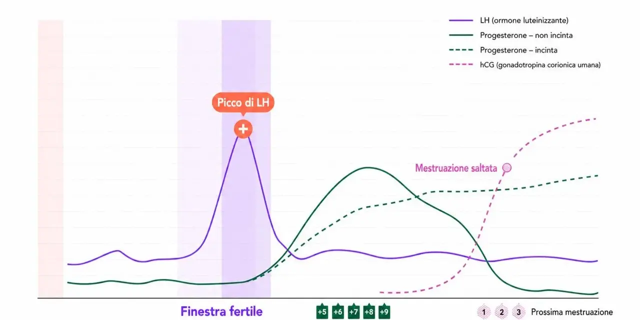 Grafico ormonale: picco LH, progesterone (incinta/non incinta) e hCG. Utile se il ciclo non arriva dopo il progesterone.