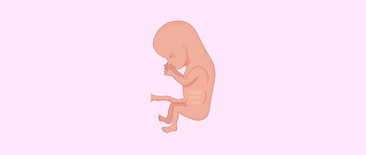 Feto in posizione fetale, con le mani sul viso, che rappresenta il terzo mese di gravidanza.