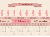 Illustrazione della gravidanza, con silhouette di donne incinte che mostrano lo sviluppo del feto. Il secondo trimestre gravidanza è evidenziato.