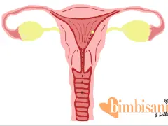 Utero con ovuli e piccole perdite marroni, possibili perdite da impianto quanti giorni prima del ciclo.