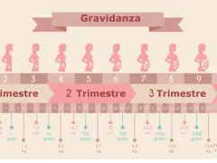 Illustrazione della gravidanza, con silhouette di donne incinte che mostrano lo sviluppo del feto. Il secondo trimestre gravidanza è evidenziato.