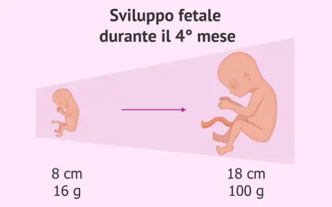Sviluppo fetale nel 4° mese: da 8 cm/16g a 18 cm/100g. Il ritardo crescita fetale: quando preoccuparsi.
