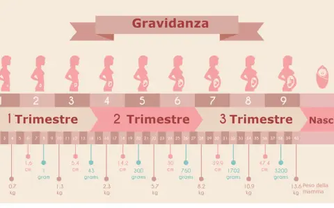 Illustrazione della gravidanza, con silhouette di donne incinte che mostrano lo sviluppo del feto. Il secondo trimestre gravidanza è evidenziato.