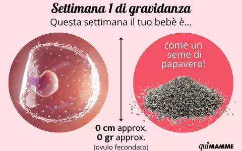 Settimana 1 di gravidanza: il tuo bebè è come un seme di papavero. Nessun sintomo di gravidanza 1-2 settimane ancora visibile.