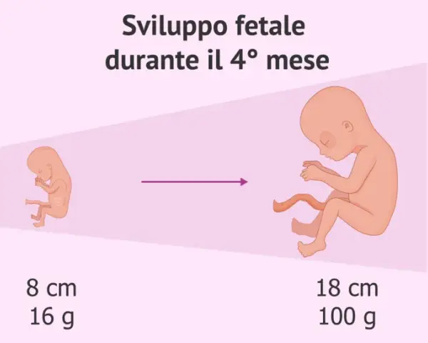 Sviluppo fetale nel 4° mese: da 8 cm/16g a 18 cm/100g. Il ritardo crescita fetale: quando preoccuparsi.