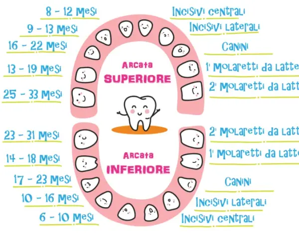 Schema dei tempi di caduta dei denti da latte, con arcate superiore e inferiore e dentini sorridenti.