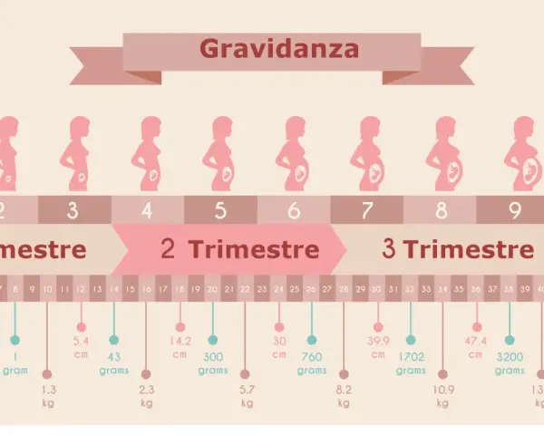 Illustrazione della gravidanza, con silhouette di donne incinte che mostrano lo sviluppo del feto. Il secondo trimestre gravidanza è evidenziato.