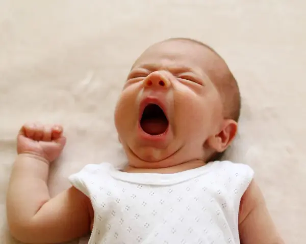Un neonato sbadiglia profondamente, con gli occhi chiusi e la bocca spalancata, un momento di pura stanchezza prima di nuove finestre di veglia.