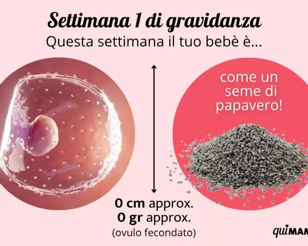 Settimana 1 di gravidanza: il tuo bebè è come un seme di papavero. Nessun sintomo di gravidanza 1-2 settimane ancora visibile.