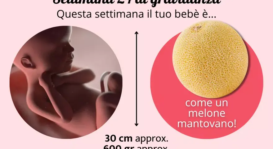 Bebè di 24 settimane di gravidanza, lungo 30 cm e pesante 600 gr, come un melone mantovano.