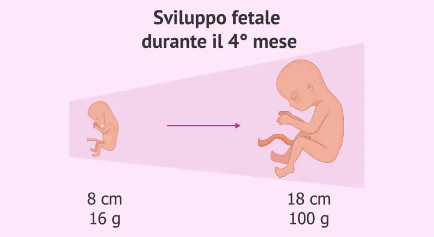Sviluppo fetale nel 4° mese: da 8 cm/16g a 18 cm/100g. Il ritardo crescita fetale: quando preoccuparsi.