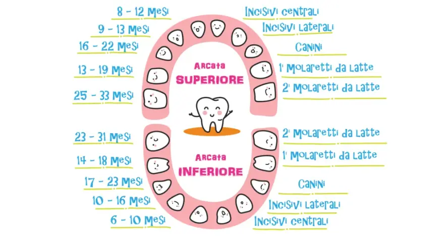 Schema dei tempi di caduta dei denti da latte, con arcate superiore e inferiore e dentini sorridenti.