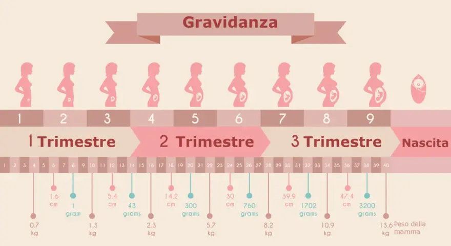 Illustrazione della gravidanza, con silhouette di donne incinte che mostrano lo sviluppo del feto. Il secondo trimestre gravidanza è evidenziato.