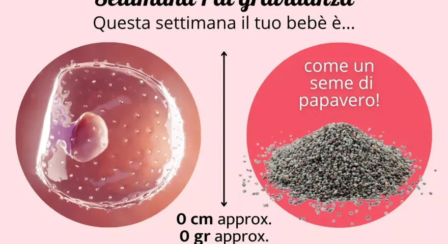 Settimana 1 di gravidanza: il tuo bebè è come un seme di papavero. Nessun sintomo di gravidanza 1-2 settimane ancora visibile.