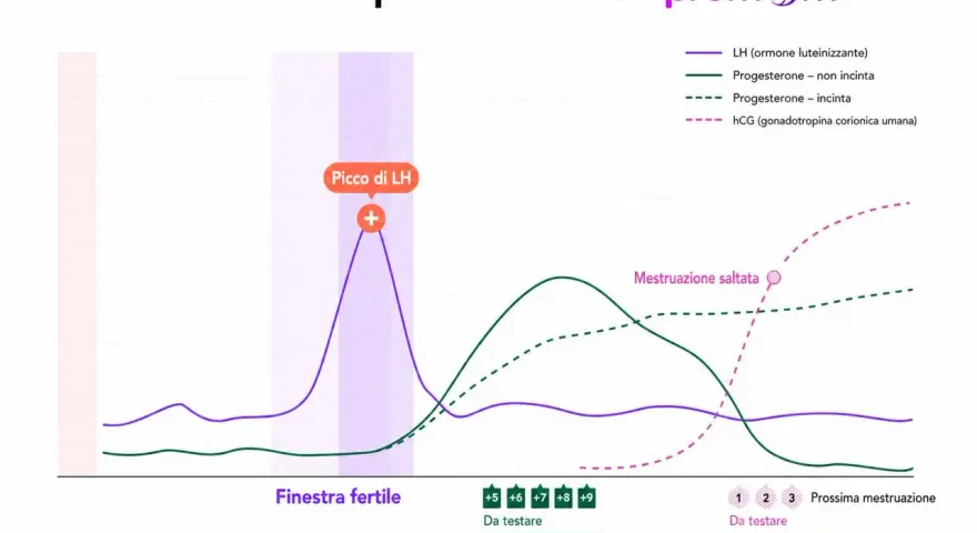 Grafico ormonale: picco LH, progesterone (incinta/non incinta) e hCG. Utile se il ciclo non arriva dopo il progesterone.