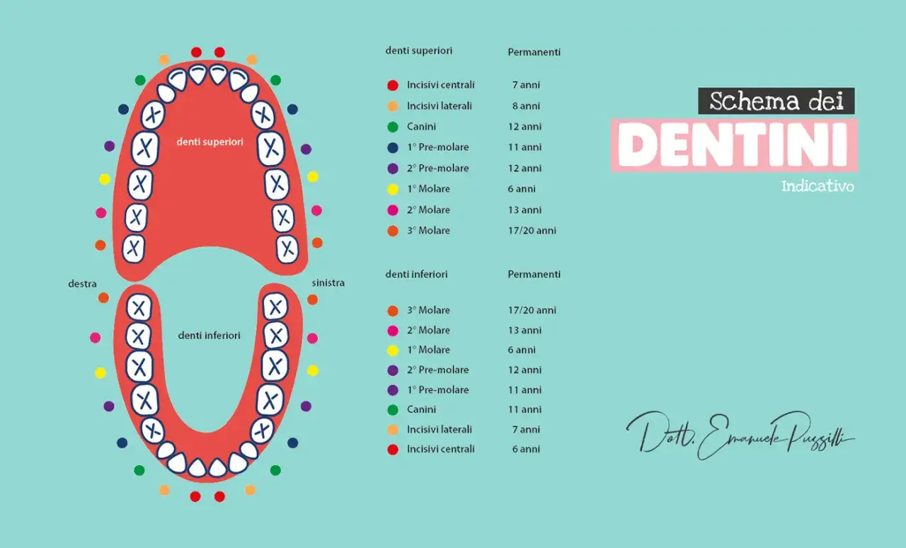Schema dei dentini, con indicazioni sui tempi di caduta dei denti da latte e spuntare dei permanenti.