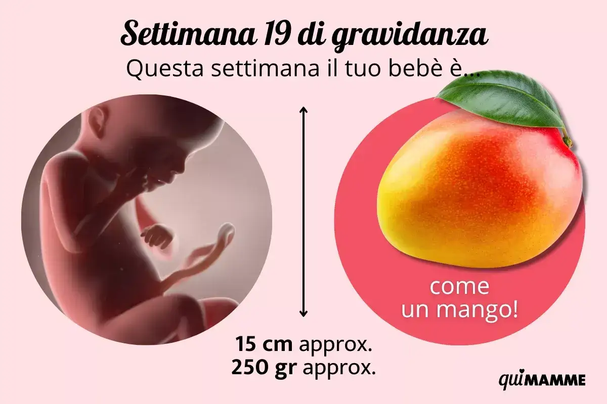 Beb&egrave; di 19 settimane, grande come un mango succoso, con una dolcezza che cresce ogni giorno.