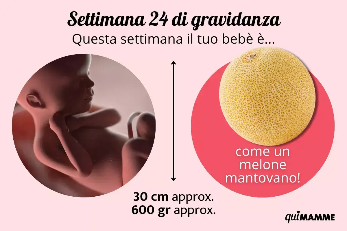 Bebè di 24 settimane di gravidanza, lungo 30 cm e pesante 600 gr, come un melone mantovano.
