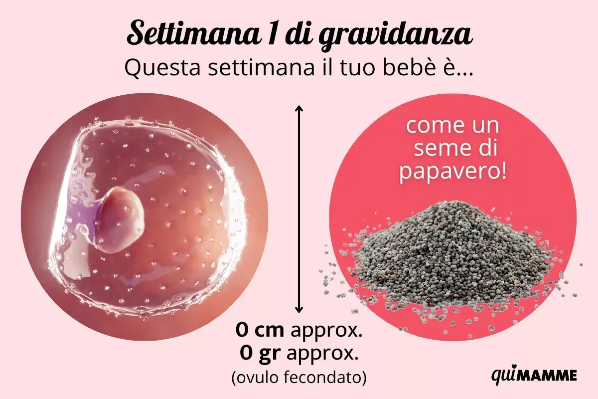 Settimana 1 di gravidanza: il tuo bebè è come un seme di papavero, un ovulo fecondato di 0 cm e 0 gr. Sintomi precoci di incinta 1-2 settimane.