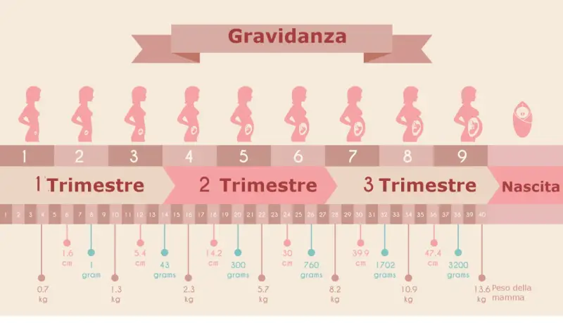 Illustrazione della gravidanza, con silhouette di donne incinte che mostrano lo sviluppo del feto. Il secondo trimestre gravidanza è evidenziato.